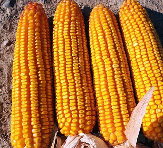 并單39-玉米種子-東亞