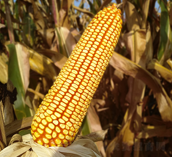 �ϻ�7138-���׷N��-�|��