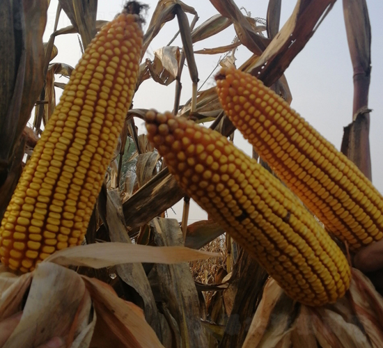 東單608-玉米種子-東亞