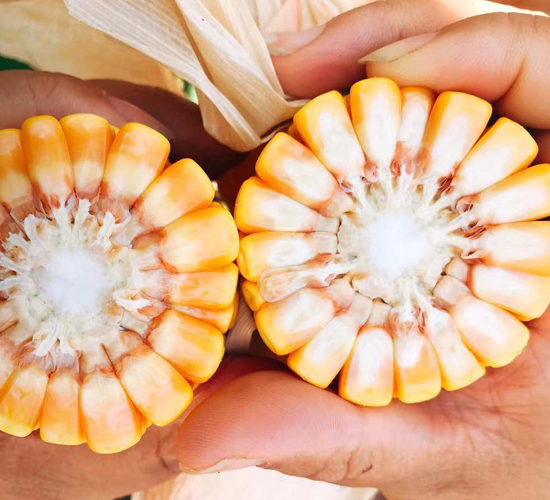 東單610-玉米種子-東亞