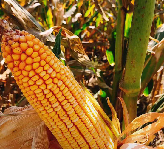 東單705-玉米種子-東亞