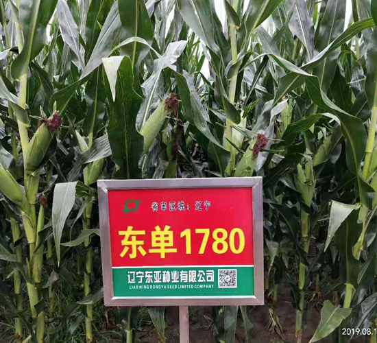 東單1780-玉米種子-東亞