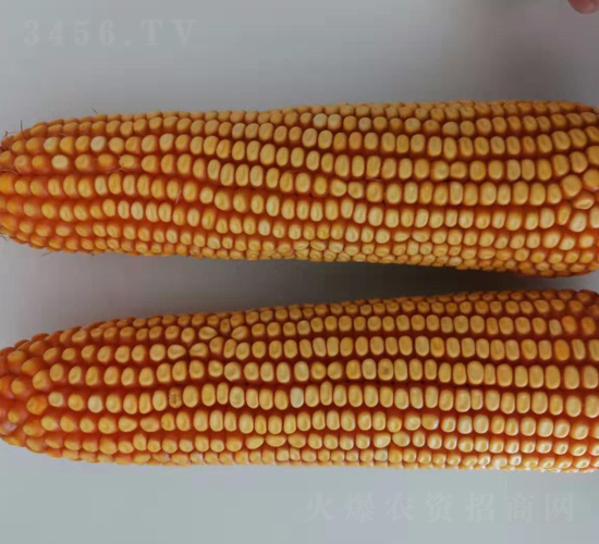 東單1781-玉米種子-東亞