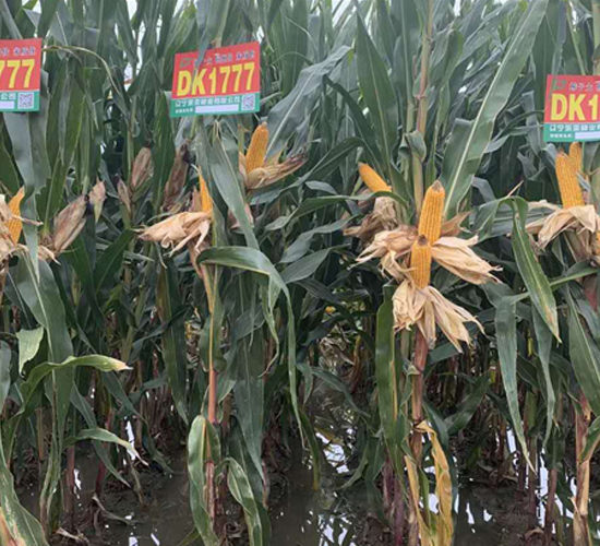 DK1777-���׷N��-�|��