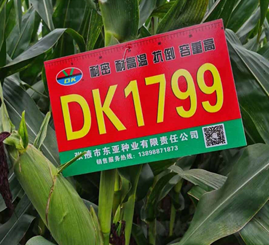 DK1799-玉米種子-東亞