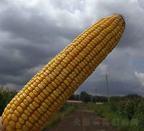 東單9573-玉米種子-東亞