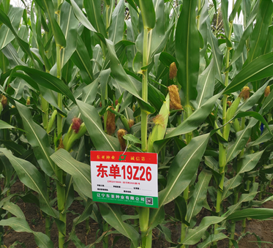 東單19Z26-玉米種子-東亞