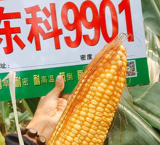 �|��9901-���׷N��-�|��