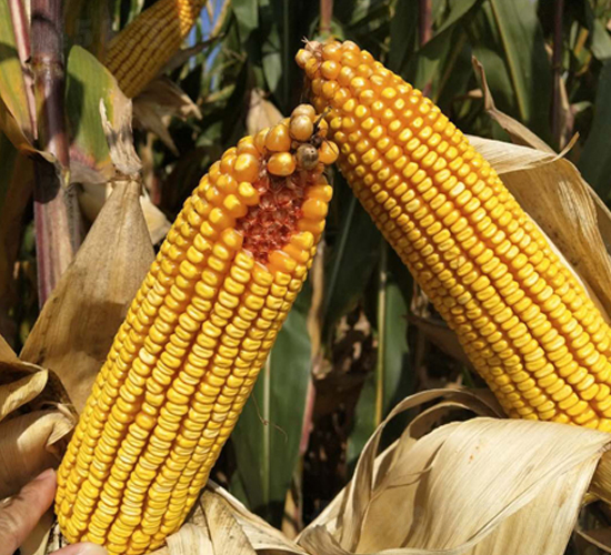 東單L09-玉米種子-東亞