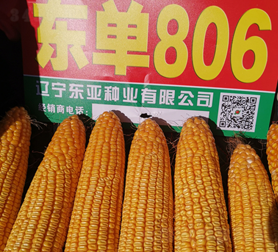 東單806-玉米種子-東亞
