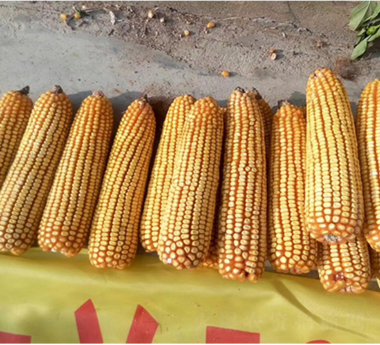 東單507-玉米種子-東亞