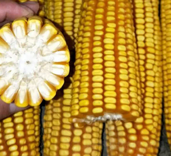 �|��68̖(h��o)-���׷N��-�|��