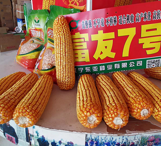 富友7號(hào)-玉米種子-東亞