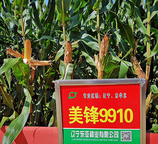 美鋒9910-玉米種子-東亞