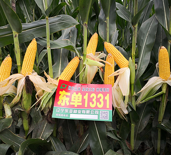東單1331-玉米種子-東亞