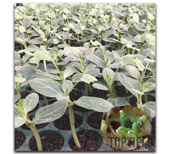 甬砧3號-砧木種子-豐登種業(yè)