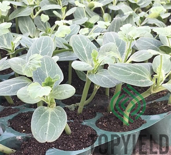 ���1̖-��ľ�N��-�S�ǷN�I(y��)