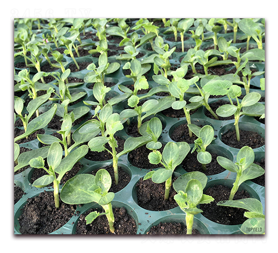 ˼?j��)?1̖(h��o)-��ľ�N��-�S�ǷN�I(y��)