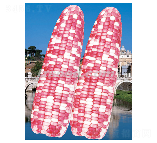 楚科彩糯-玉米種子-現(xiàn)代種業(yè)