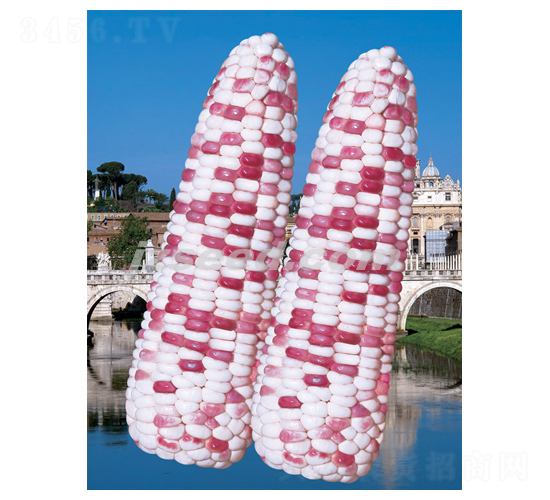 楚科花糯-玉米種子-現(xiàn)代種業(yè)