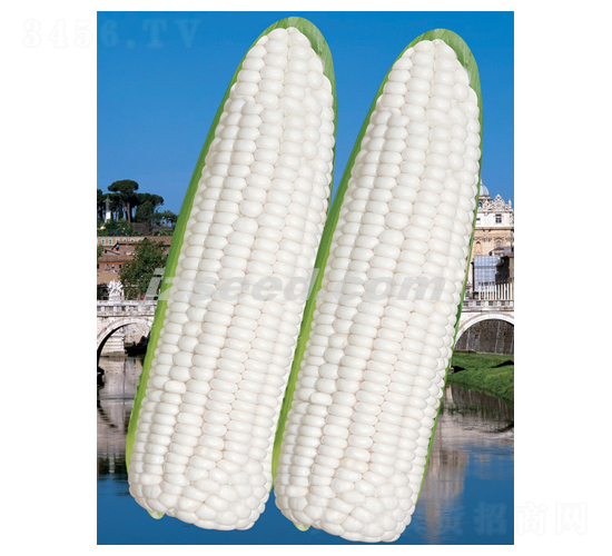 楚科晶糯-玉米種子-現(xiàn)代種業(yè)