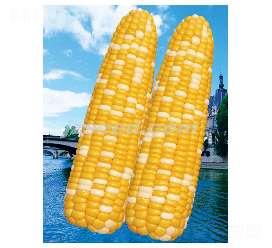 金銀蜜脆-玉米種子-現(xiàn)代種業(yè)