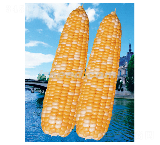 楚甜雙福-玉米種子-現(xiàn)代種業(yè)