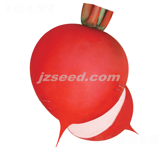 楚園紅寶-蘿卜種子-現(xiàn)代種業(yè)