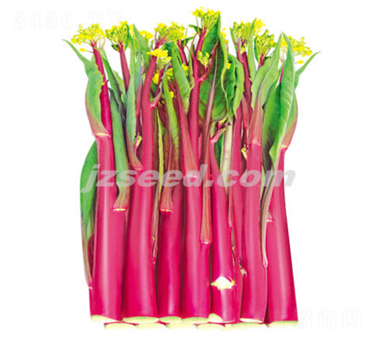 ����ʮһ̖(h��o)-��޷�N��-�F(xi��n)���N�I(y��)