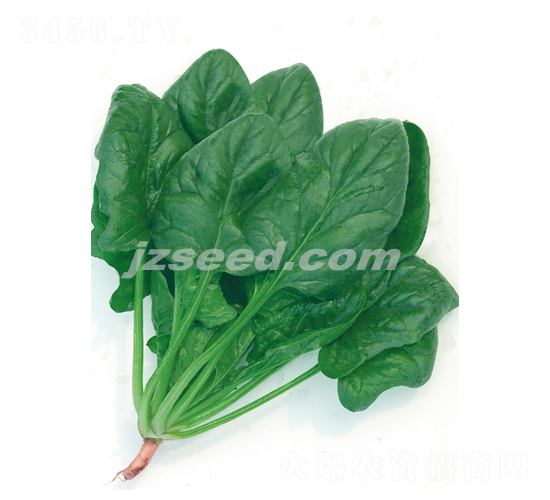 東京綠冠-菠菜種子-現(xiàn)代種業(yè)