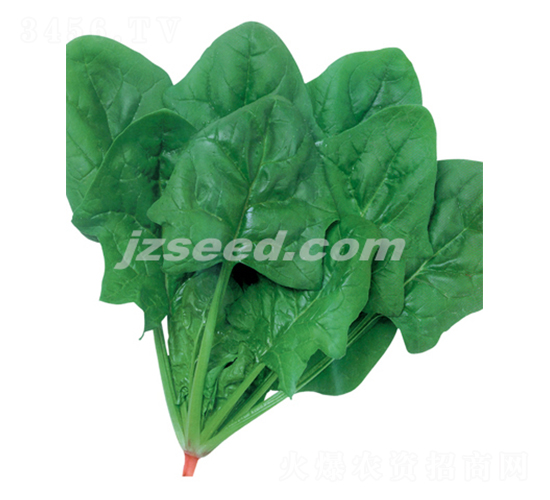 大阪急先鋒-菠菜種子-現(xiàn)代種業(yè)