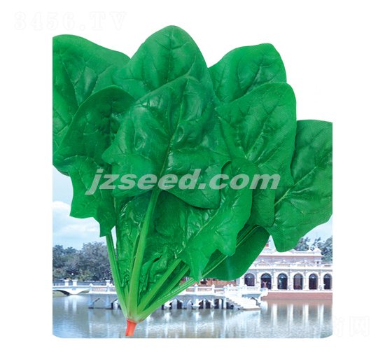 金盾-菠菜種子-現代種業(yè)
