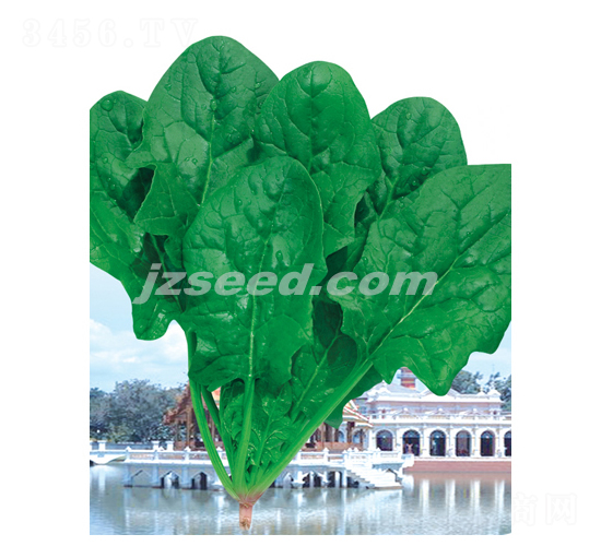 優(yōu)能-菠菜種子-現(xiàn)代種業(yè)