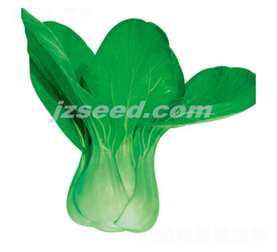 楚冠一號(hào)-小白菜種子-現(xiàn)代種業(yè)