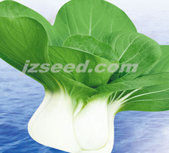 楚農(nóng)矮抗白-小白菜種子-現(xiàn)代種業(yè)