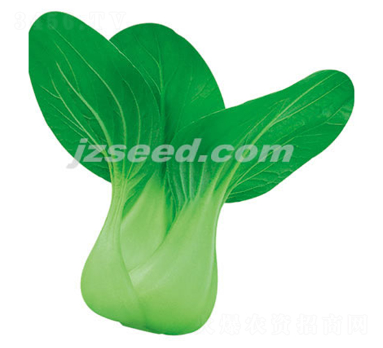 楚青325-小白菜種子-現(xiàn)代種業(yè)