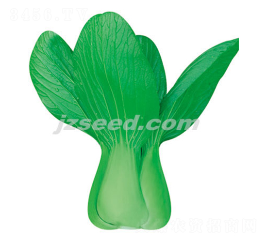 楚夏21-小白菜種子-現(xiàn)代種業(yè)