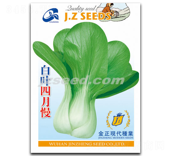 白葉四月慢-小白菜種子-現(xiàn)代種業(yè)