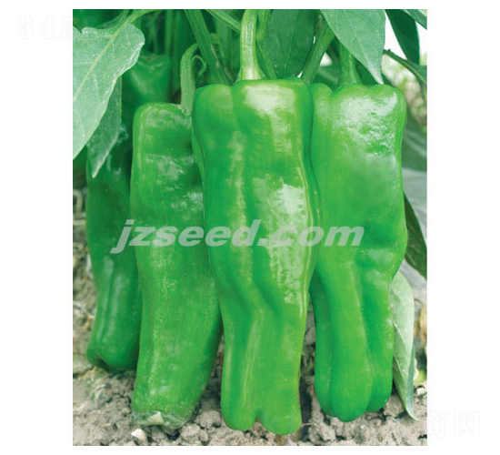 ������̖-�����N��-�F(xi��n)���N�I(y��)