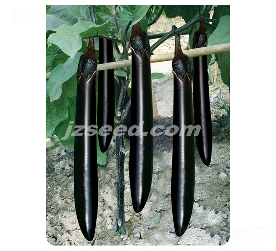 莊吳龍勝-茄子種子-現(xiàn)代種業(yè)