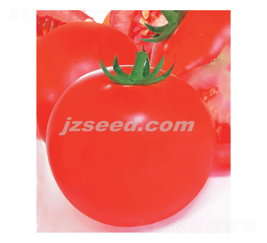 澳優(yōu)金富-番茄種子-現(xiàn)代種業(yè)