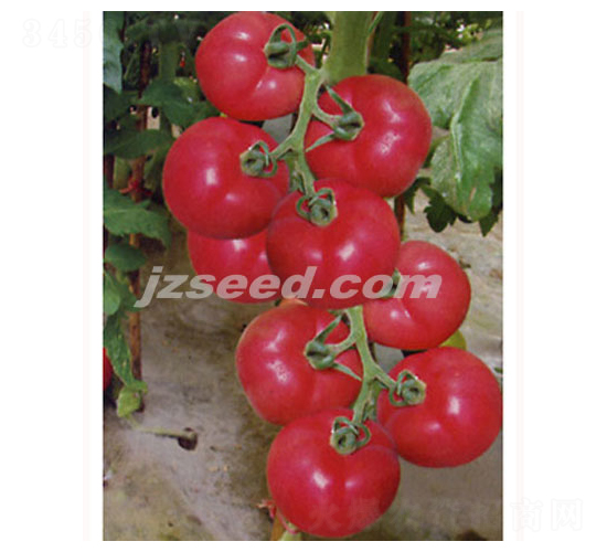 �������-���ѷN��-�F(xi��n)���N�I(y��)