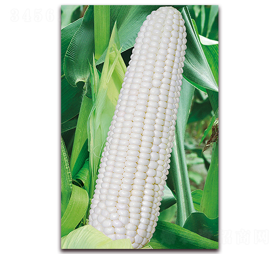 華良白糯6號-糯玉米種子-華良種業(yè)