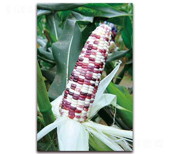 �A������Ŵ1̖(h��o)-Ŵ���׷N��-�A���N�I(y��)