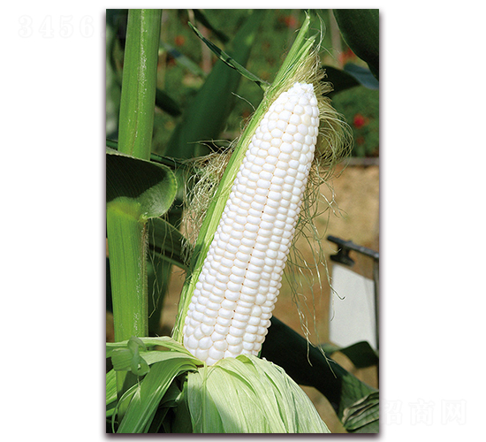 �A������169-Ŵ���׷N��-�A���N�I(y��)