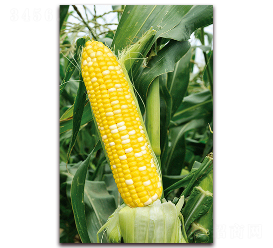 �A��Ŵ7̖(h��o)-Ŵ���׷N��-�A���N�I(y��)