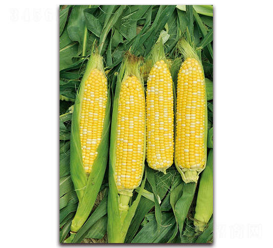 �A����Ŵ192-Ŵ���׷N��-�A���N�I(y��)