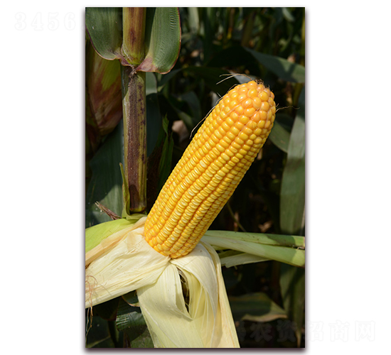 華良78-玉米種子-華良種業(yè)