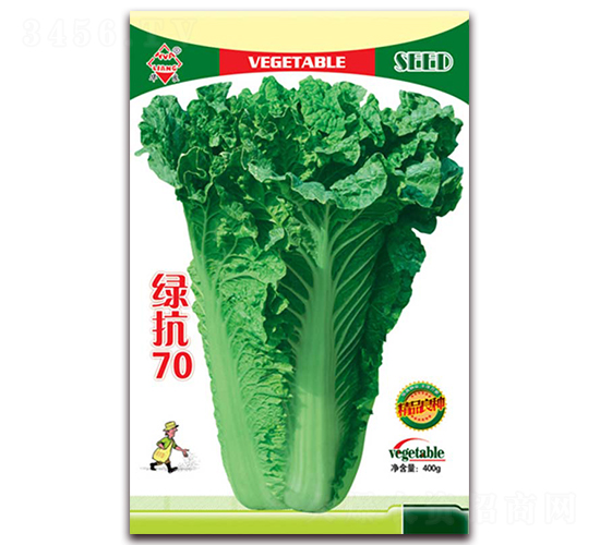 綠抗70-大白菜種子-華良種業(yè)