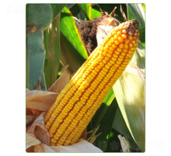 新玉59號(hào)-玉米種子-華西種業(yè)